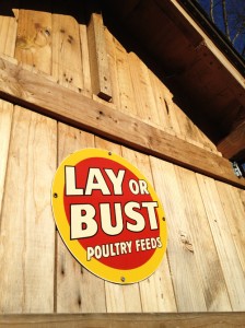 Lay or Bust - Backyard Chickens