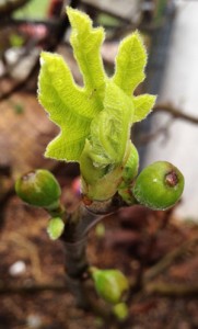 Hardy Chicago Fig beginning to fruit in late March near Washington D.C.