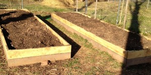 Two of our 16 x 4 foot raised beds constructed from rough-hewn oak fence boards.