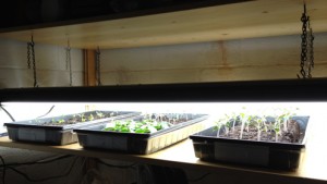 Photo of our Seed Sprouting Shelf.