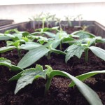 Healthy Luffa and cheery tomato sprouts in an economical speed sprouting shelf.